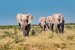 Etosha-Nationalpark