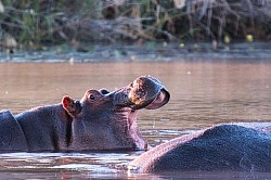 Okavango Delta