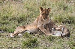 Etosha-Nationalpark