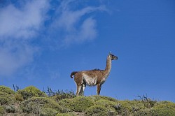 Guanaco