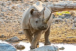 Etosha-Nationalpark