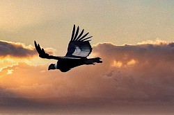 Condor über Patagonien